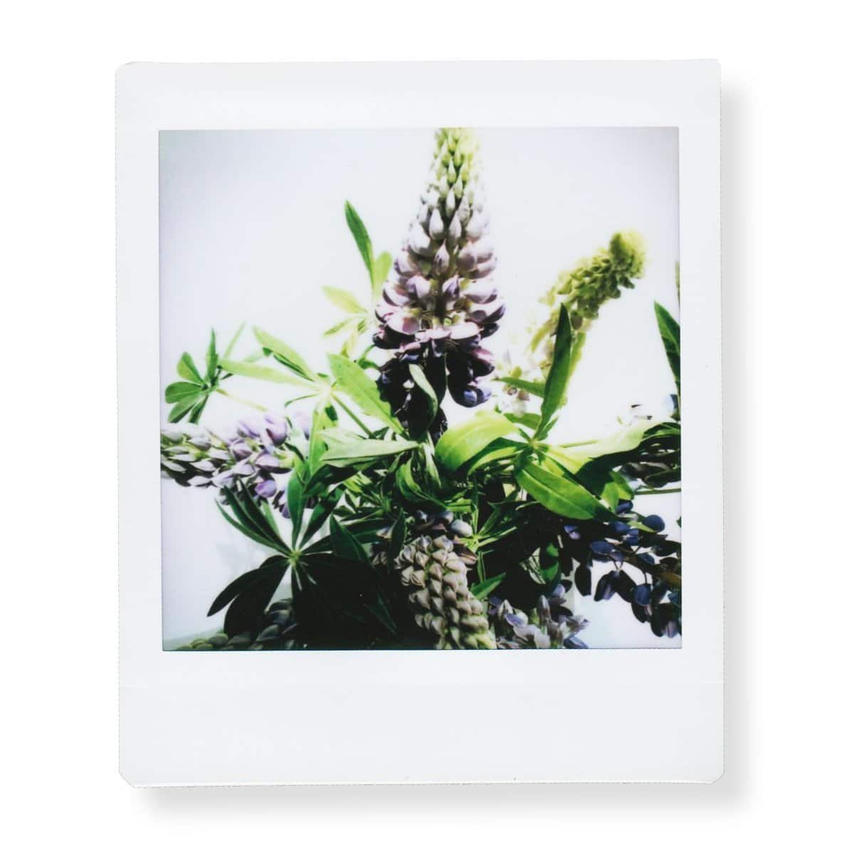 swiss-pro_pelicula-instantanea-fuji-instax-square-ww-1-1x10-fotos_3 swiss pro pelicula instantanea fuji instax square ww 1 1x10 fotos 3