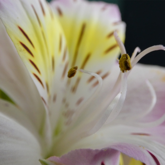 Disparo macro de 1 cm